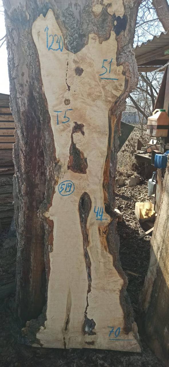 Слэб клен k519, 230 × 60 × 5 см