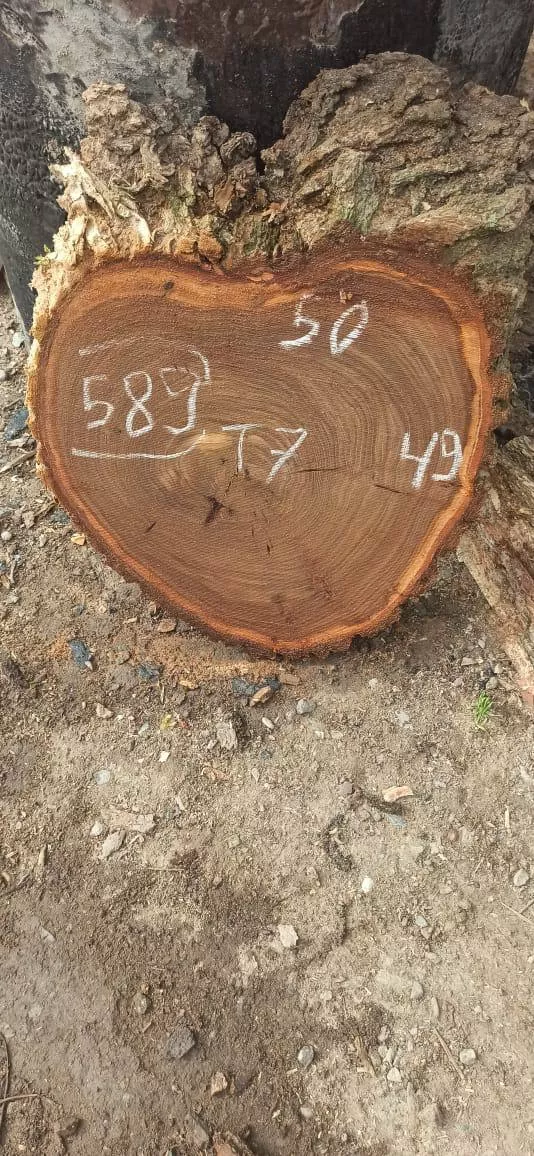 Слэб карагач k589, 50 × 49 × 7 см
