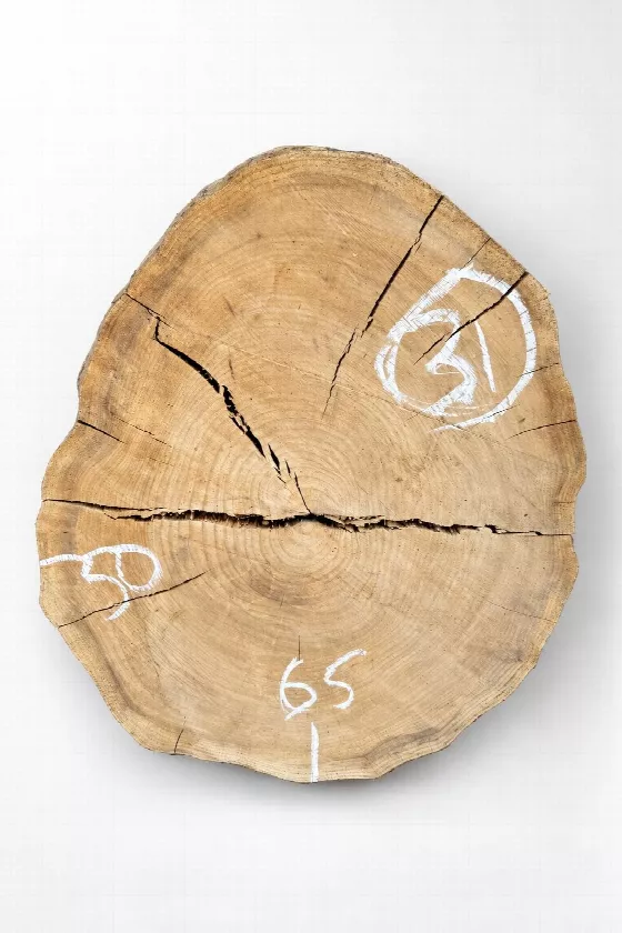 Слэб карагач s31, 65 × 50 × 5 см
